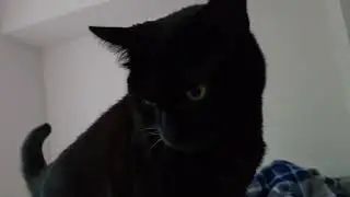Handsome house panther meows and mrrps for attention