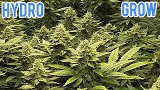 HYDROPONIC CANNABIS GROW, EBB & FLOW, GRODAN ROCKWOOL, VIPARSPECTRA LED