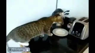 Кот и тостер