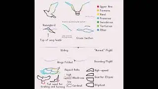 Bird Flight Animation Tutorial - Flapping 