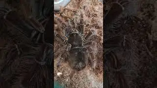 Терафоза. Theraphosa blondi. Огромный паук #tarantula #spider #ants