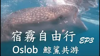 宿霧自由行EP3 | Philippines Oslob Whale Shark | 歐斯陸鯨鯊村 | Cebu Travel | 鯨鯊共游 | 鮣魚 | 豆腐鯊 |  鯨鯊宿霧