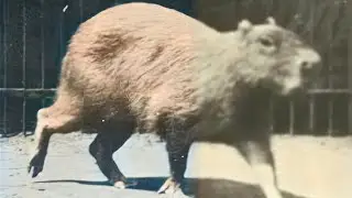 Capybara Walking (1887) | Restoration | Eadweard Muybridge photographs a capybara in motion.