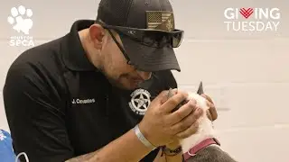It's #GivingTuesday! Help End Suffering For Animals By Donating Today!
