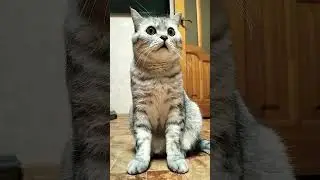 Пора уже о семье думать #cat #смешнойкот #смешныекоты #юмор