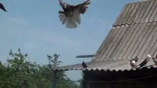 1 июня  НИКОЛАЕВСКИЕ ГОЛУБИ