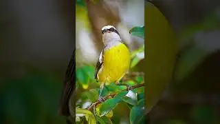 Cambacica - Coereba flaveola
