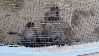Riyadh Zoo (حديقة الحيوانات) | Lots Of Fun With My Little Sister | Saudi Arabia
