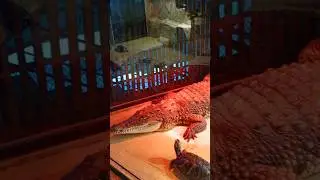 Черепашки 🐢