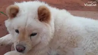 mini Vídeo aleatório descanso da chow chow.