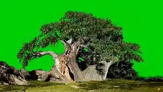 Big Tree animation green screen