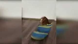 funny cats hump