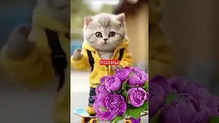 милый котик🥰