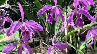 Виставка орхідей в абатстві Fondfroide#орхідеїкраса #orchidflowers #flowers #орхідеї #фаленопсис #