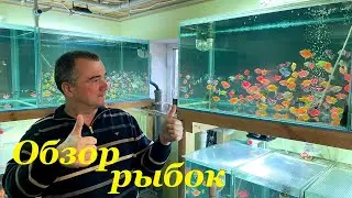Aquarium fish on breeding Feeding fry with brine shrimp