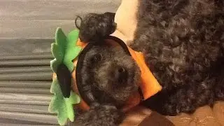 Does anyone speak poodle?
