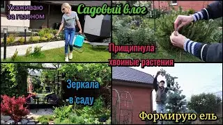 Садовый влог. Прищипка хвойных растений. Зеркала в саду. Газон.