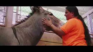 PUERTO RICO ZOO RESCUE