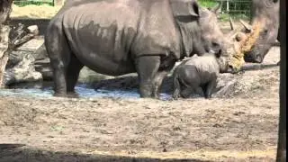 Rhinos + Mud = 