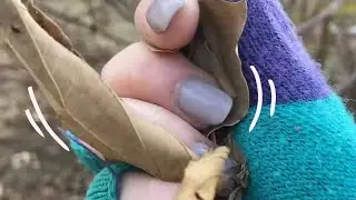 Exclusive Quick Cut ASMR from Patreon videos