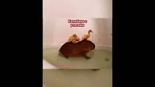 Секретная информация в конце #capybara #капибара