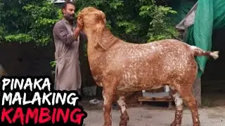 12 Pinaka Malaking Lahi ng Kambing sa Mundo