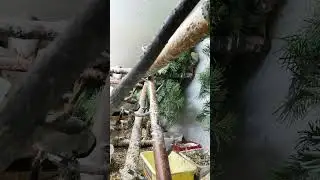 Мои синицы