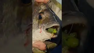 Two favourite creek soft plastics #fishing #lurefishing #shorts #softplastics #bream #flathead #zman