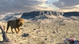 The Lion King in Houdini with hip+nuke file