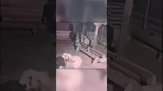Волк Ворвался в Загон к Овцам