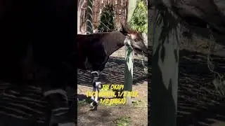 Check out the okapi!