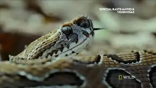AS COBRAS MAIS MORTAIS DO MUNDO - INDO PACÍFICO (Documentário HD)