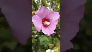Дерево цветет розовыми цветами Абхазия