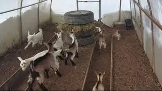 Милые и забавные козочки в козьем детском саду