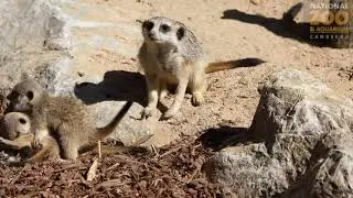 Meerkat Babies at the National Zoo, Canberra