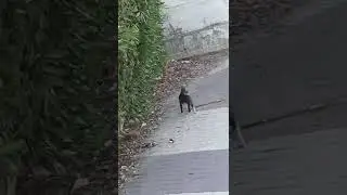 (22) 26 * 109 Котёнок Сержик, в следующий раз поешь