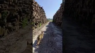 countless logs 