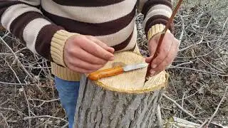 Pratik Ceviz Aşısı Yöntemi