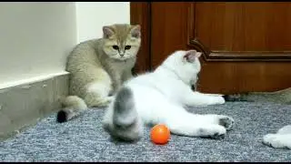 It's play time for our cute British shorthair kittens | Dei Day