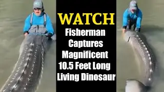 Fisherman captures magnificent 10.5 feet long living dinosaur | Viral Videos