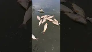 Ловим карпа зимой!!!