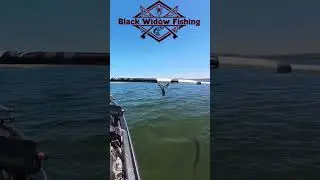 Your Dad missing a big one on a swimbait at Folsom Lake!