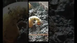 Percambahan Biji Benih Durian