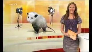 Opossum Heidi