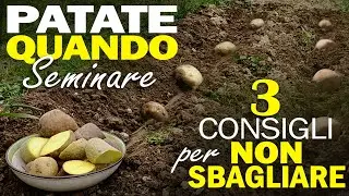 QUANDO seminare PATATE | 3 consigli per NON SBAGLIARE