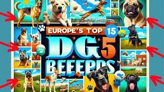 Exploring Europe's 15 Most Popular Dog Breeds and Their Popularity Factors - INTERESTING