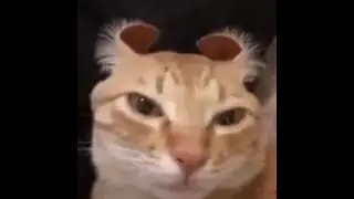 Top 5 Cat