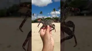 Adventure Crab: From beach to beach, this crab’s journey is just beginning. 🦀🌴