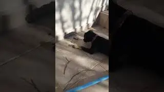 Молли играет с богомолом! 😆😆😆😆