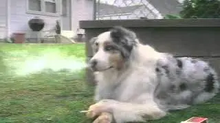 Smoking Dog Funny Clip